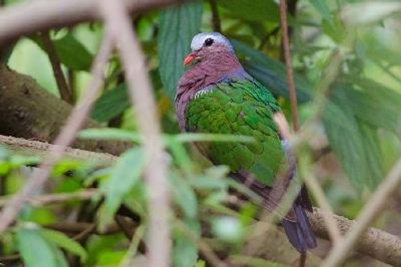 Emerald Dove