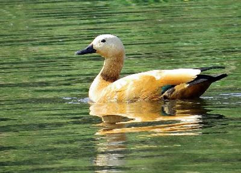 Ruddy Shelduck