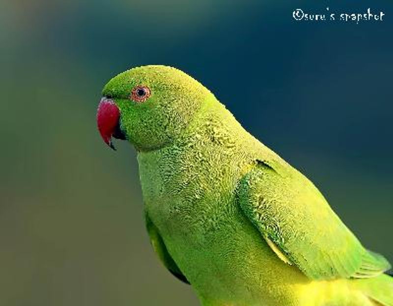 Rose ringed Parakeet