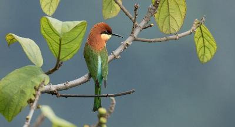 Chestnut headed Bee eater