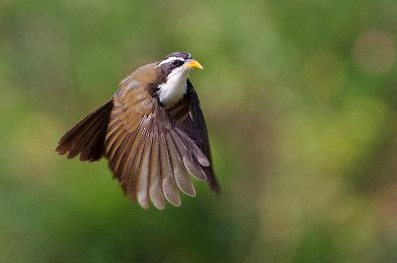 Indian Scimitar Babbler