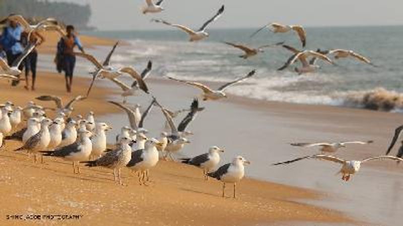 Lesser Black backed Gull