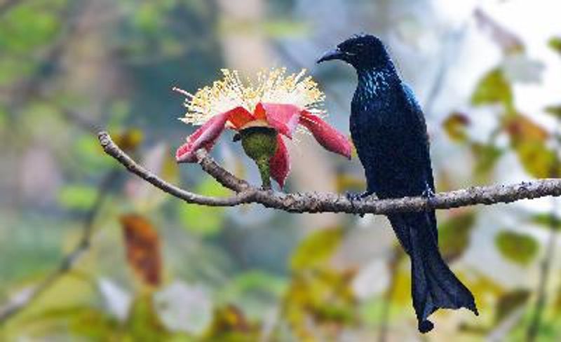 Hair crested Drongo