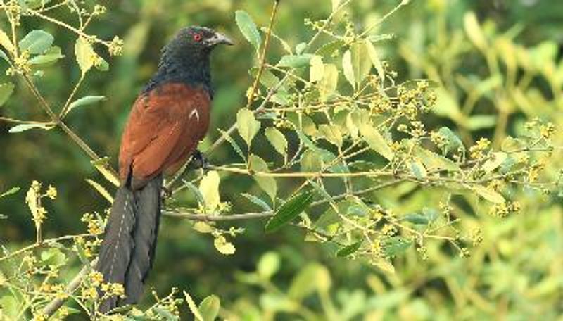 Greater Coucal