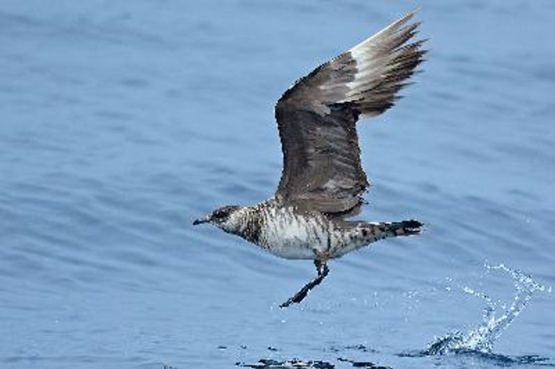 Arctic Skua