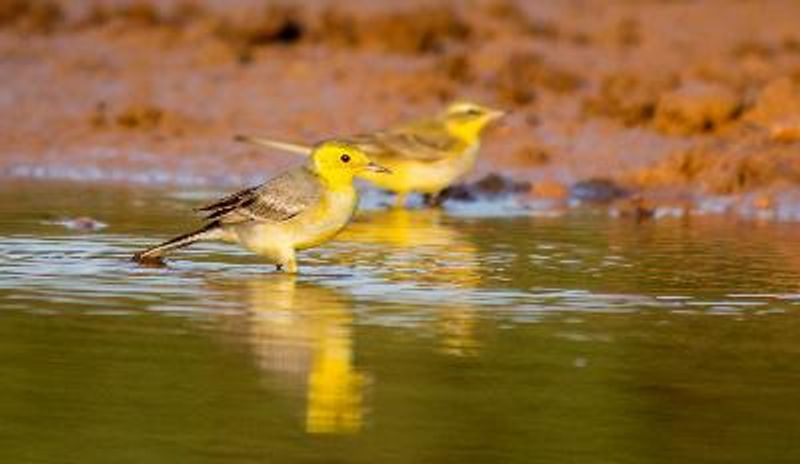 Citrine Wagtail