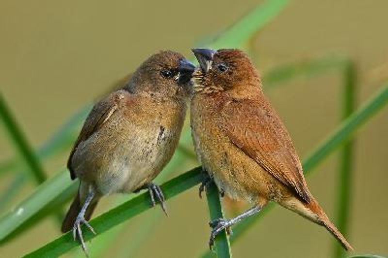 Scaly breasted Munia