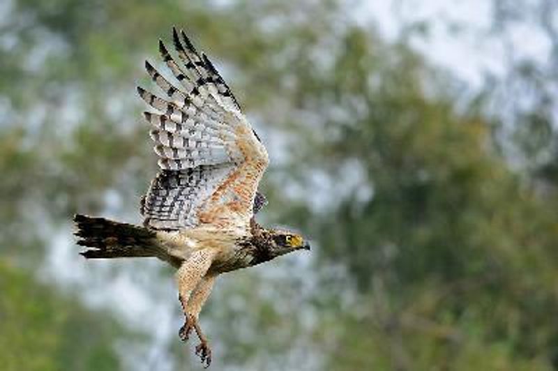 Crested Serpent Eagle