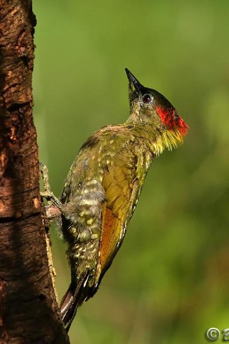 Lesser Yellownape