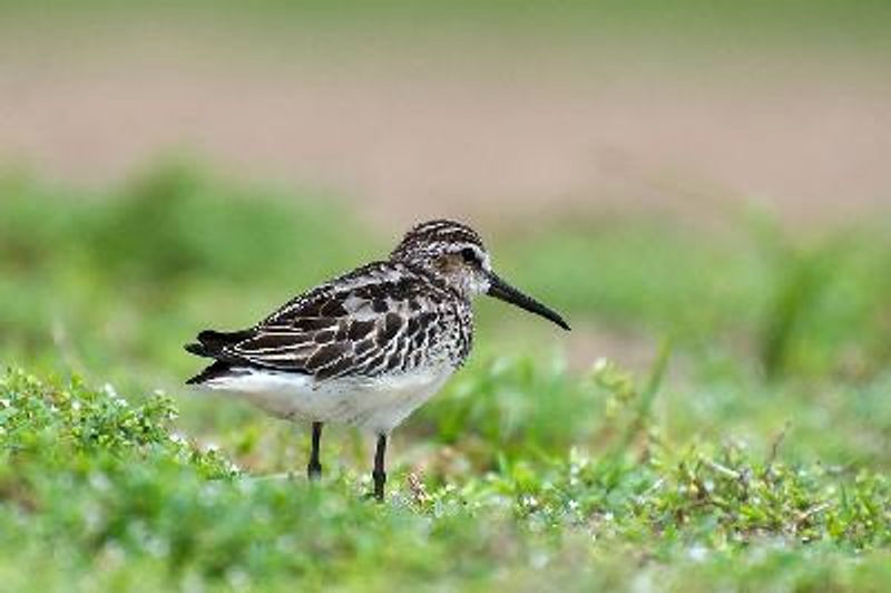 Broad billed Sandpiper