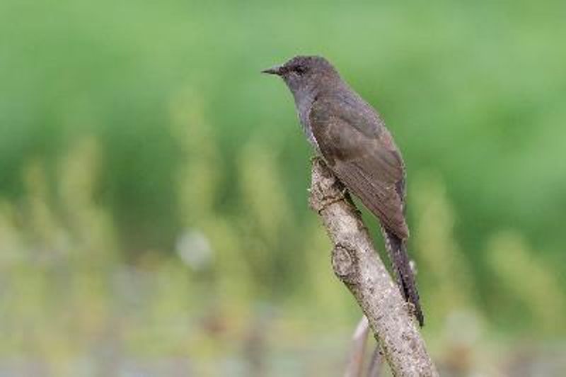 Grey bellied Cuckoo