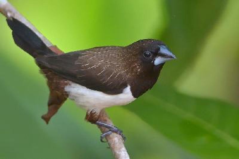 White rumped Munia