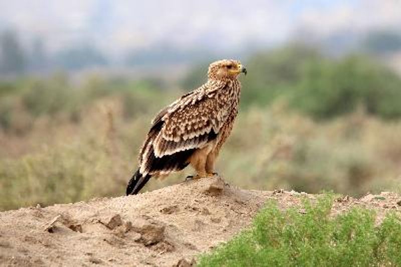 Eastern Imperial Eagle