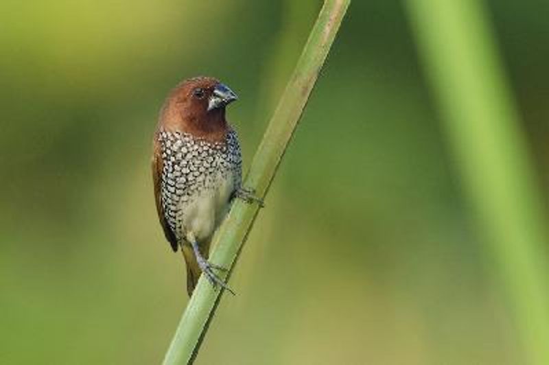 Scaly breasted Munia