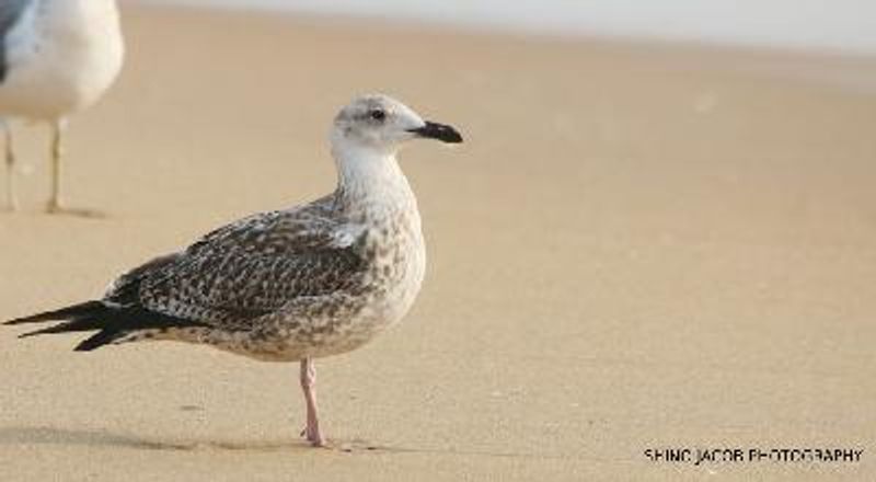 Steppe Gull