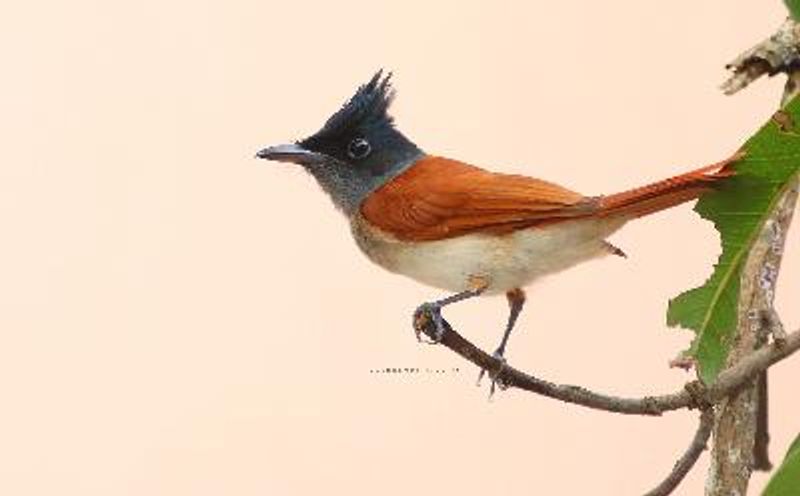 Indian Paradise Flycatcher