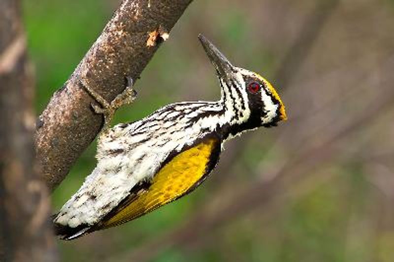 White naped Woodpecker