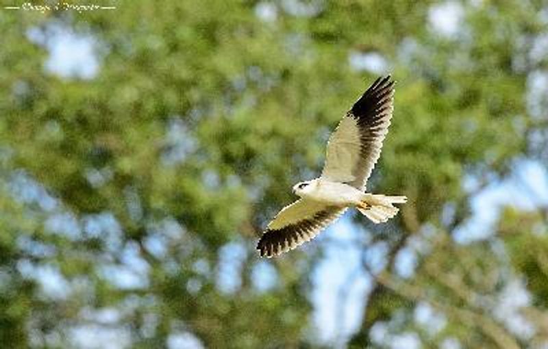 Black winged Kite