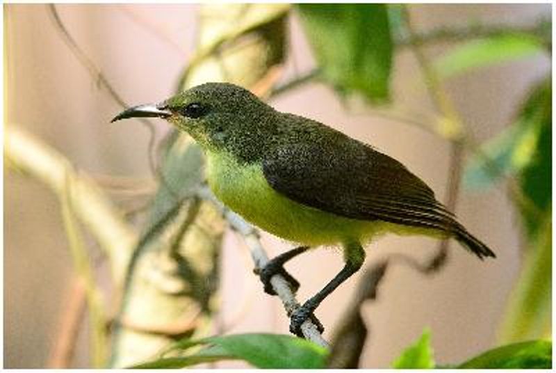 Purple rumped Sunbird