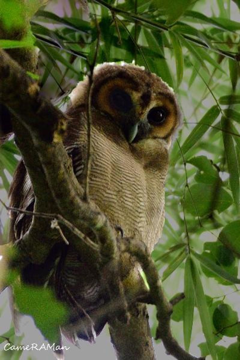 Brown Wood Owl