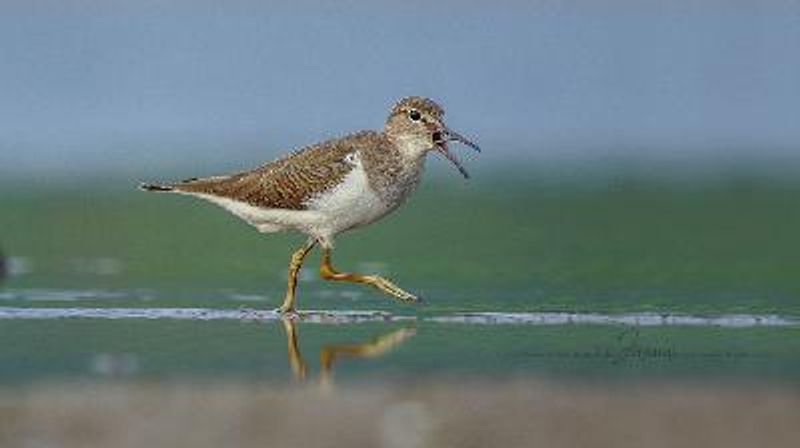 Common Sandpiper