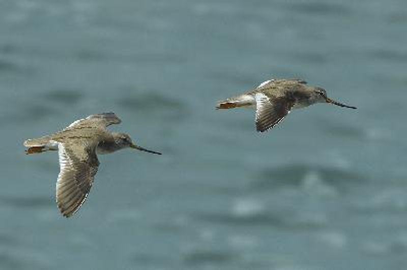 Terek Sandpiper