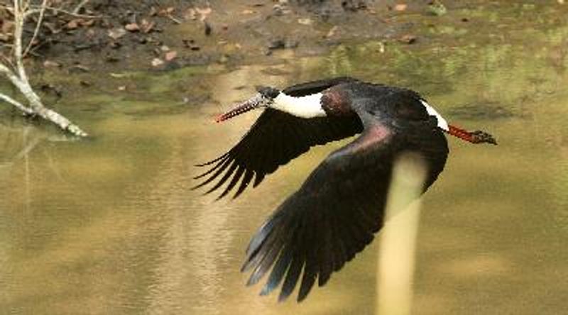 Woolly necked Stork