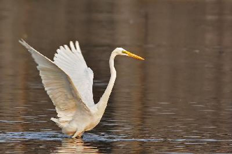 Great Egret