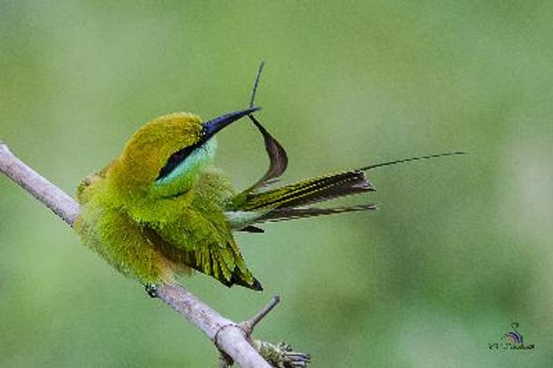 Green Bee eater