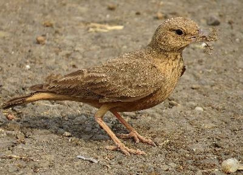 Rufous tailed Lark