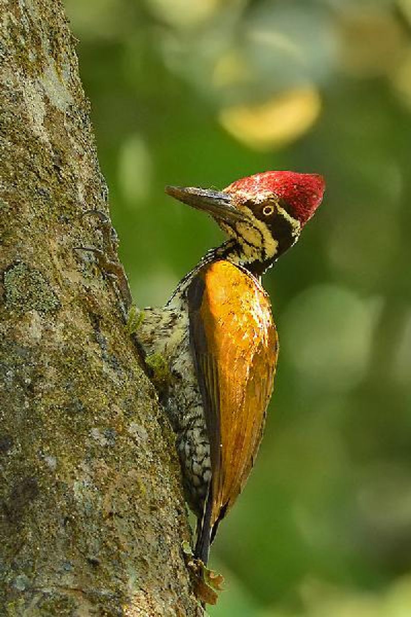 Greater Flameback