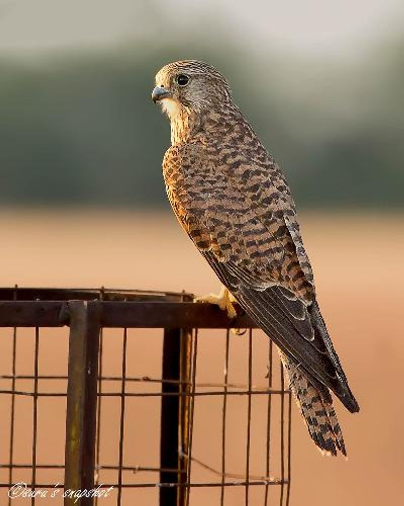 Common Kestrel