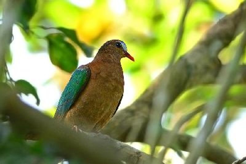 Emerald Dove