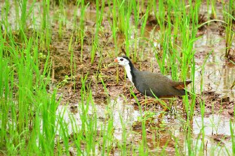 White breasted Waterhen