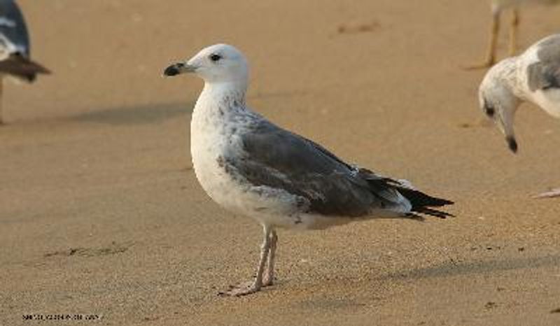 Steppe Gull