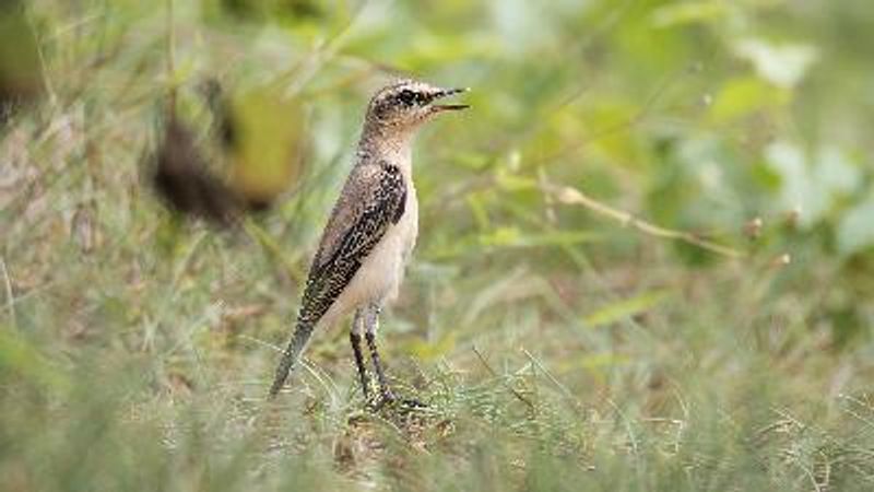 Northern Wheatear
