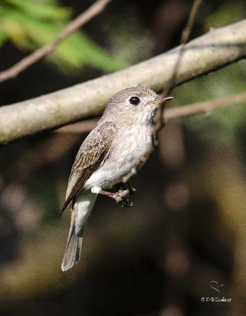 Asian Brown Flycatcher