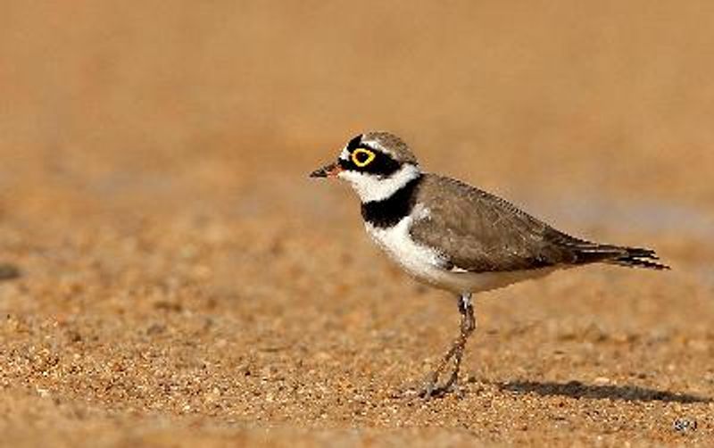 Little Ringed Plover