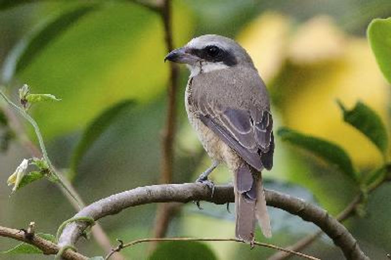 Brown Shrike