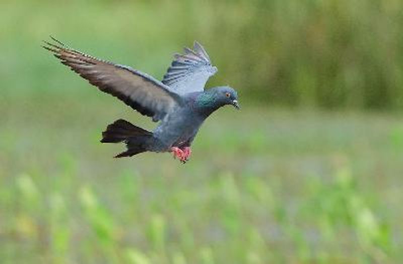 Rock Pigeon
