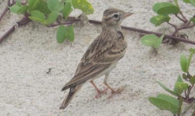 Greater Short toed Lark