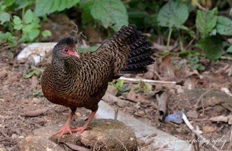 Red Spurfowl