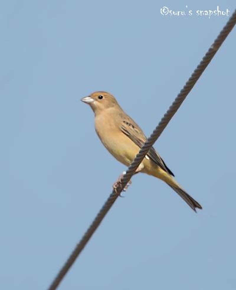 Red headed Bunting