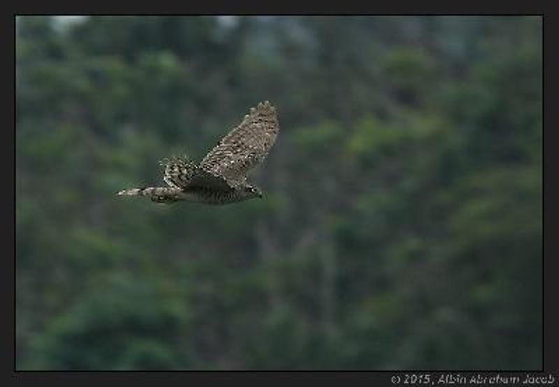 Eurasian Sparrowhawk