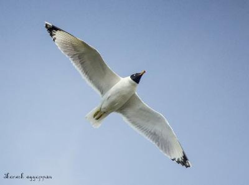Pallas's Gull