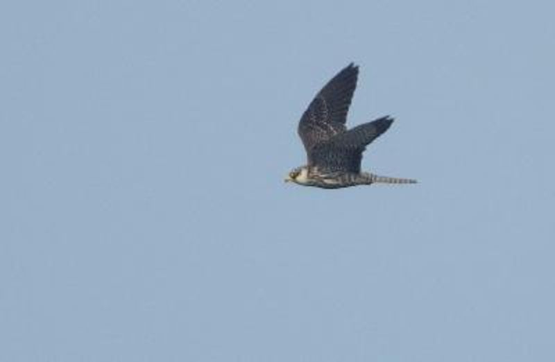 Amur Falcon