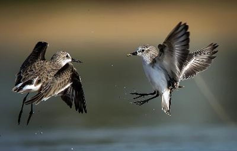 Little Stint