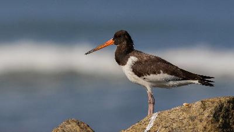 Eurasian Oystercatcher