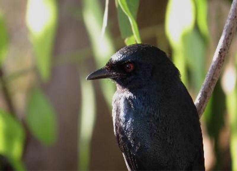 Ashy Drongo