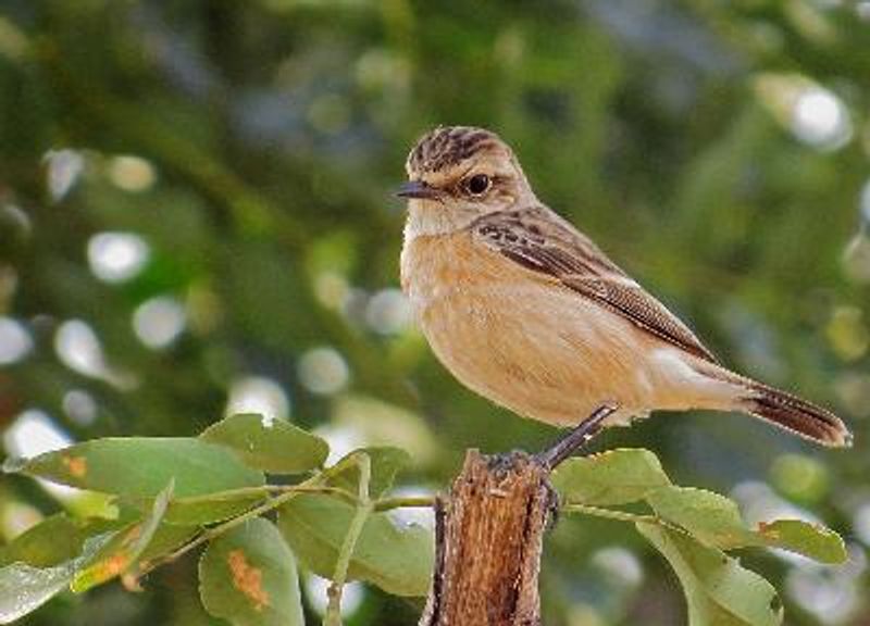 Siberian Stonechat